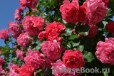 Rosarium Uetersen Rosarium Uetersen