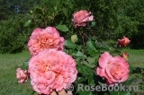 Augusta Luise Augusta Luise
