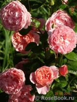 Strawberry Hill Strawberry Hill