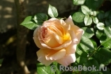 Abraham Darby Abraham Darby