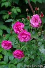 Romanze