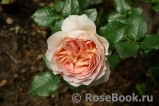 Abraham Darby Abraham Darby
