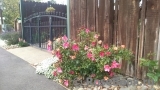 Mutabilis Mutabilis