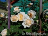 Crocus Rose® Crocus Rose®
