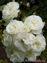 Midsummersnow ® Midsummersnow ®