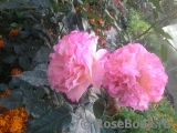 Augusta Luise Augusta Luise