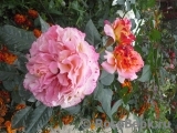 Augusta Luise Augusta Luise