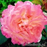 Augusta Luise Augusta Luise