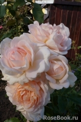 Chandos Beauty Chandos Beauty