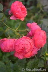 Pomponella Pomponella