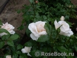 Lions Rose Lions Rose