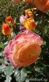 Gartenspass ® Gartenspass ®