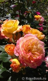 Gartenspass ® Gartenspass ®