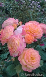 Gartenspass ® Gartenspass ®