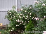 Claire Rose Claire Rose