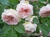 Claire Rose Claire Rose