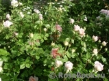 Abraham Darby Abraham Darby