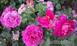 Princess Anne Princess Anne