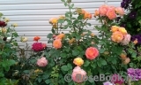 Gartenspass ® Gartenspass ®