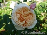 English Garden®