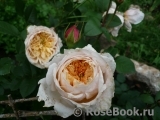 English Garden®