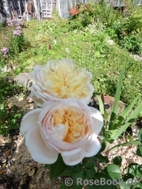 English Garden®