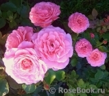 Tickled Pink Tickled Pink