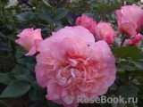 Augusta Luise Augusta Luise