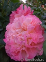 Augusta Luise Augusta Luise