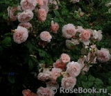 Strawberry Hill Strawberry Hill