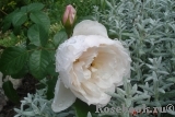 Generous Gardener, The Generous Gardener, The