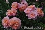 Augusta Luise Augusta Luise