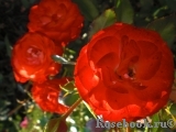 Planten un Blomen® Planten un Blomen®