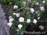 Lions Rose Lions Rose