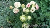 Lovely Green ® Lovely Green ®