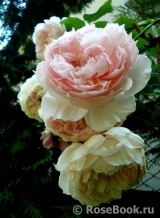 The Wedgwood Rose The Wedgwood Rose