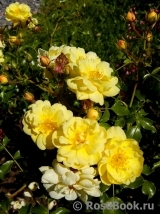 Sunny Rose Sunny Rose
