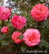 Augusta Luise Augusta Luise