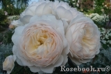 Crocus Rose® Crocus Rose®