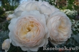 Crocus Rose® 