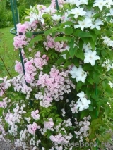 Heavenly Pink Heavenly Pink