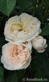 Glyndebourne