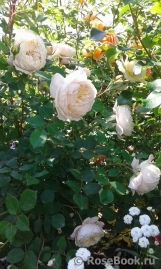 Crocus Rose® Crocus Rose®