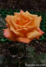 Rosemary Harkness Rosemary Harkness