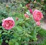 Boscobel Boscobel