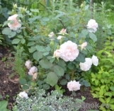 Morden Blush Morden Blush