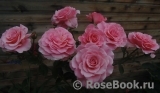 Tickled Pink Tickled Pink