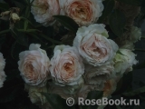 Ginger Syllabub Ginger Syllabub