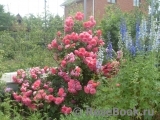 Rosarium Uetersen Rosarium Uetersen