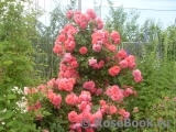 Rosarium Uetersen Rosarium Uetersen